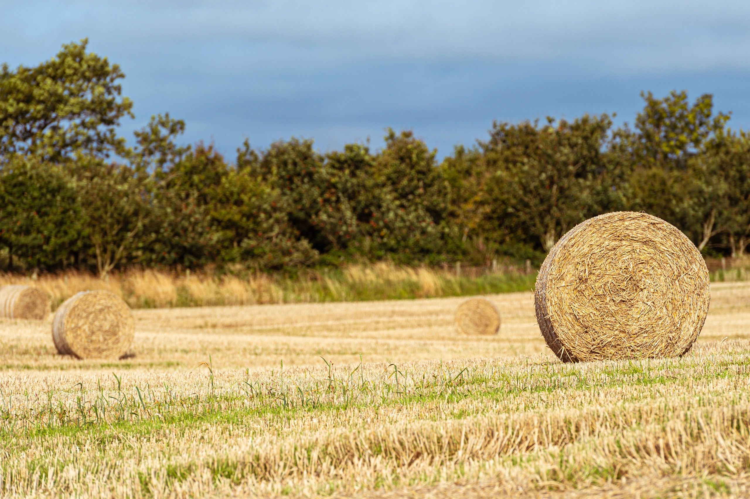 Hay bales in harvested field