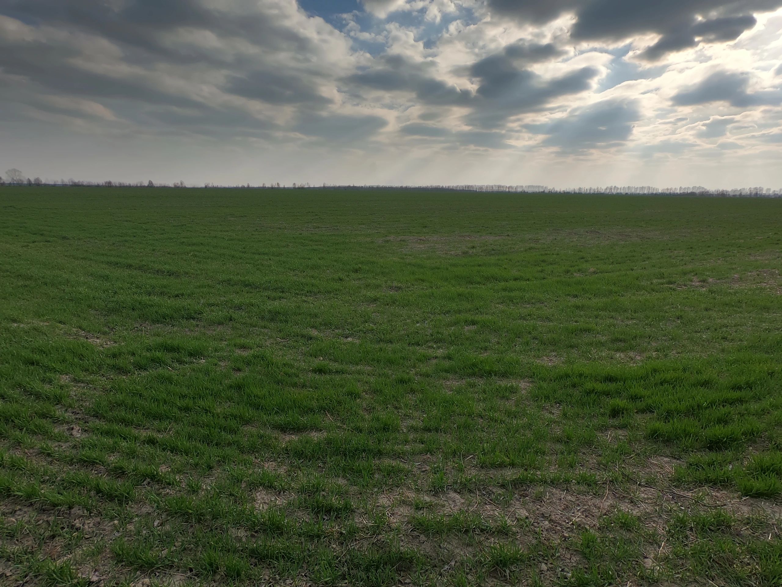 Healthy green crop field in spring